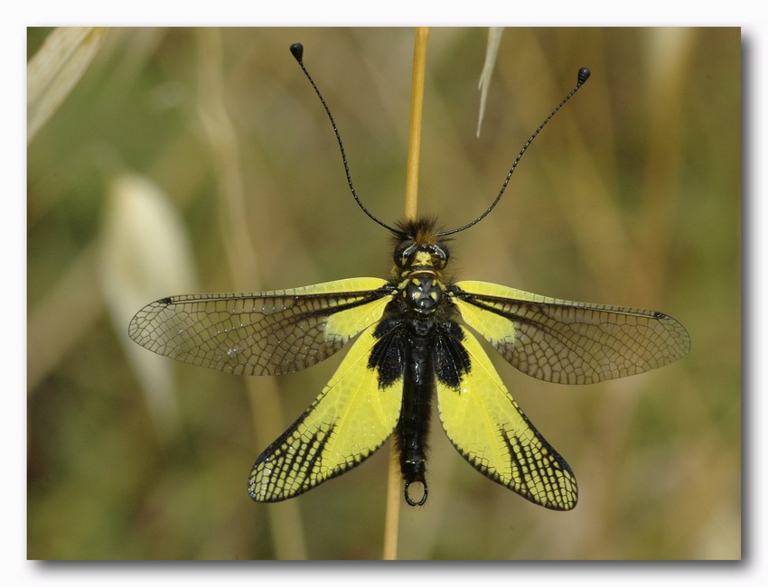 Libelloides latinus et coccajus (Planipennia, Ascalaphidae)